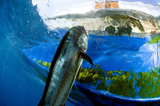 How to Practice Sport Fishing Responsibly