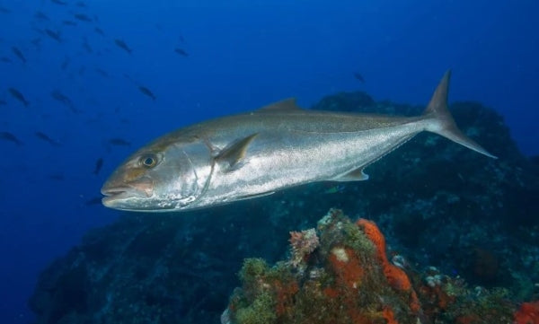 Guía completa de pesca de serviola: técnicas, equipo y consejos_72fa9dc2 178b 4936 a4de 3637ddf1d94f