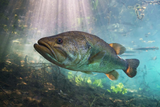 Black Bass Fishing: Techniques, Strategies and Tips for Catching the Freshwater Predator
