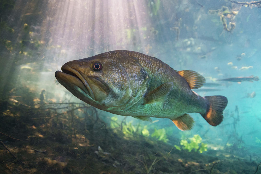 black bass fishing techniques strategies and tips for catching the freshwater predator_7933c81f 9730 4fa3 880a bdc51bed0346