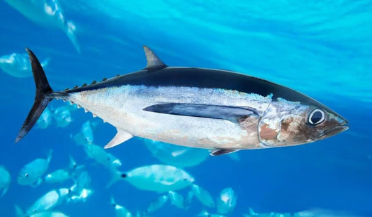 Complete Guide to Albacore Tuna Fishing: Techniques, Equipment, and Tips