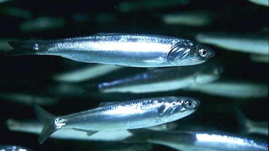 Complete Guide to Anchovy Fishing: Techniques, Equipment, and Practical Tips