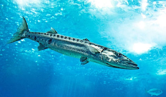 Complete Guide to Barracuda Fishing