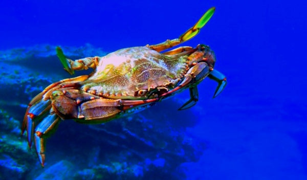 Guía completa sobre técnicas, equipos, ubicaciones, regulaciones y consejos prácticos para la pesca del cangrejo azul_ddc45629 2938 4c01 855c d048988dd048