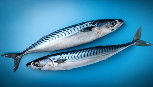 Complete Guide to Blue Mackerel Fishing: Techniques, Gear and Useful Tips