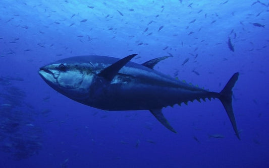Complete Guide to Bluefin Tuna Fishing: Techniques, Equipment, and Regulations