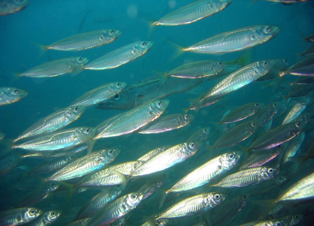 complete guide to bluefish fishing_9379a3da 3242 4543 be59 13f904f3212c
