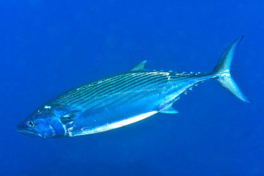 Complete Guide to Bonito Fishing: Techniques, Equipment and Tips