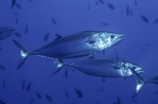 Complete Guide to Fishing for Atlantic Bonito: Techniques, Gear, and Tips