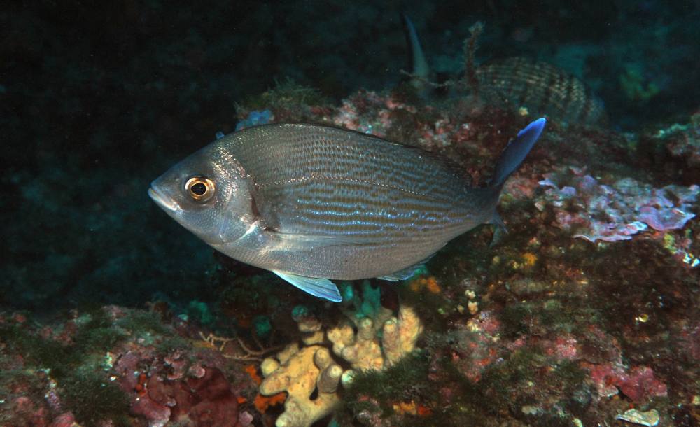 Black Seabream Emerges as Premier Target for Mediterranean and Atlantic Anglers