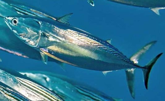 Complete Guide to Fishing for Frigate Tuna: Techniques, Gear, and Tips