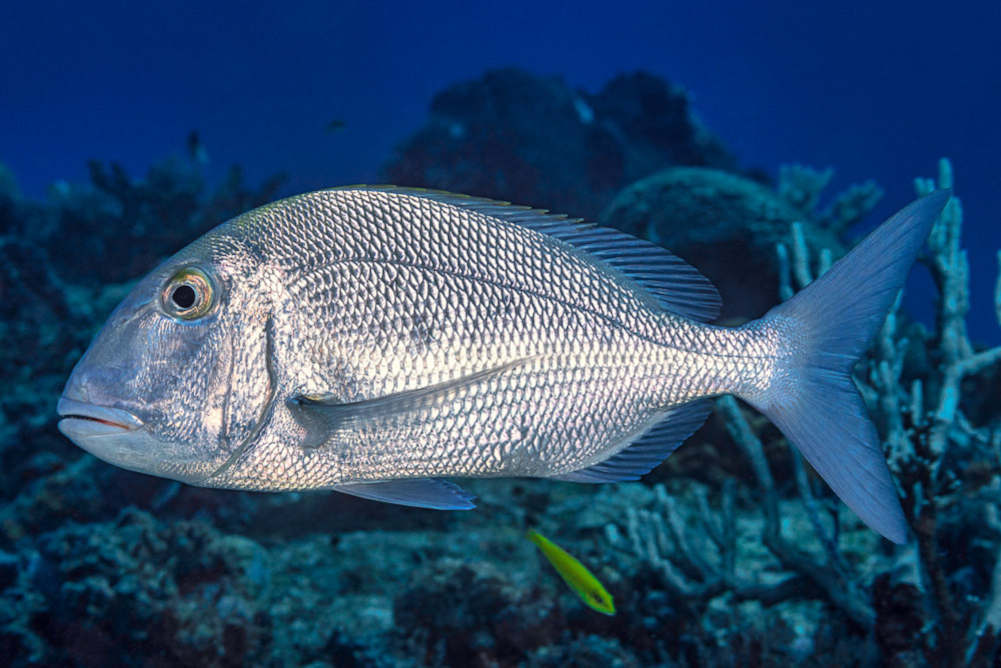 complete guide to fishing for porgy techniques equipment and baits_14ce44fc 7291 4b77 92c2 5777bf523e9e