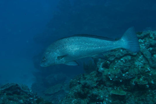 Complete Guide to Fishing for Shi Drum: Techniques and Tips