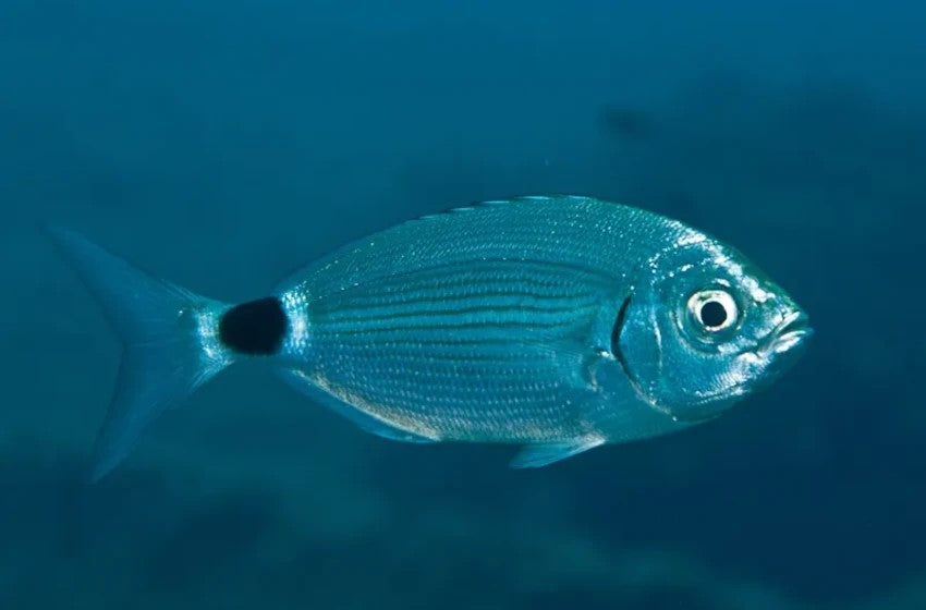 Mediterranean's Saddled Bream Emerges as Premier Target for Sport Fishing Enthusiasts