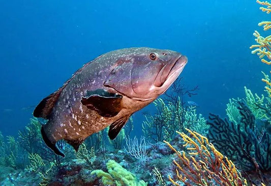 Complete Guide to Grouper Fishing: Techniques, Gear, Strategies and Regulations for a Successful Catch