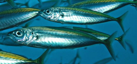 Complete Guide to Horse Mackerel Fishing: Techniques, Equipment and Expert Tips