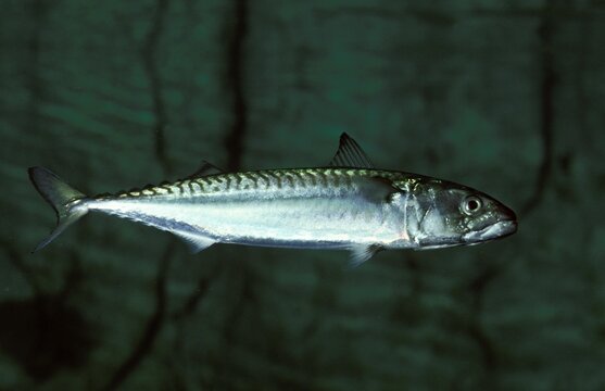 complete guide to mackerel fishing techniques gear and practical tips_09ba2e4c 960d 408d bdfa 3f1af64feeb9