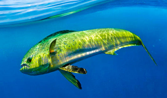 Complete Guide to Mahi-Mahi Fishing: Techniques, Equipment, and Tips