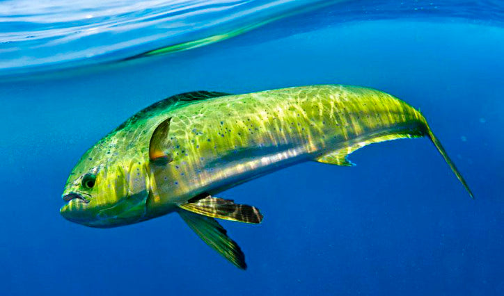 Guía completa de técnicas, equipos y consejos para la pesca de mahi mahi_25108752 b9ce 4597 b940 8580cccc8389