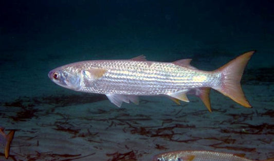 Complete Guide to Mullet Fishing: Techniques, Baits, and Equipment