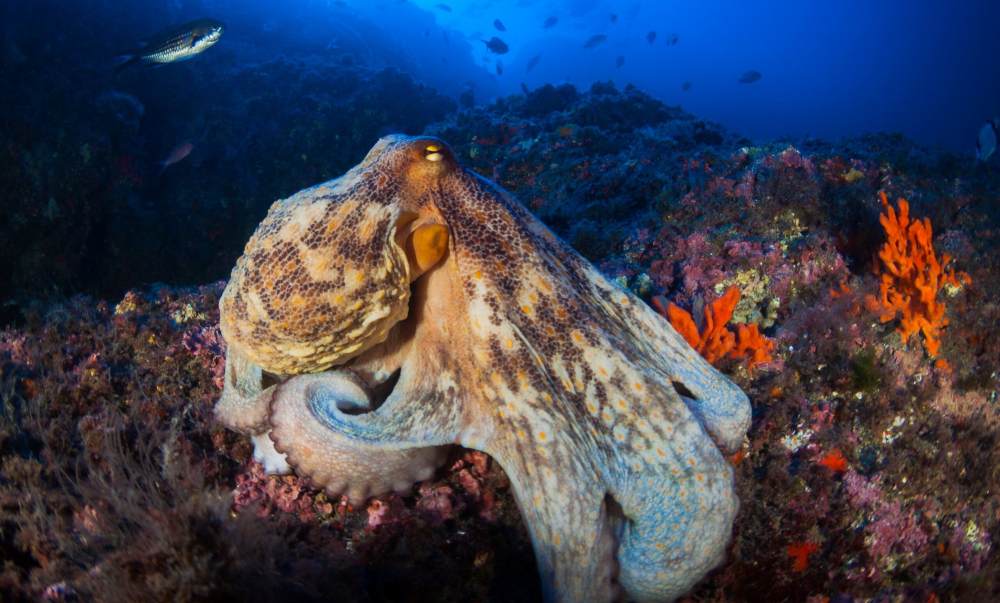 complete guide to octopus fishing techniques gear and practical tips_4e3e1d61 c81d 459c b33a 5cf03ddd19c4
