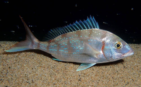 Complete Guide to Red Porgy Fishing: Techniques, Equipment and Tips