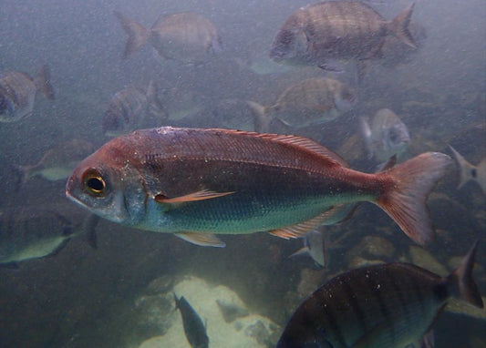 Complete Guide to Red Seabream Fishing