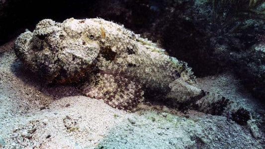 Complete Guide to Scorpionfish Fishing: Techniques, Baits, and Gear