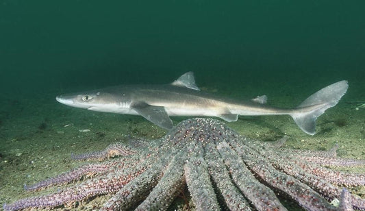 Complete Guide to Small Shark Fishing: Techniques, Equipment, and Technical Tips