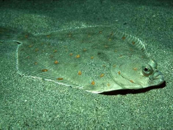 complete guide to sole fishing techniques gear and effective baits_90535ea5 f3ae 4f60 8221 06f9728f500b