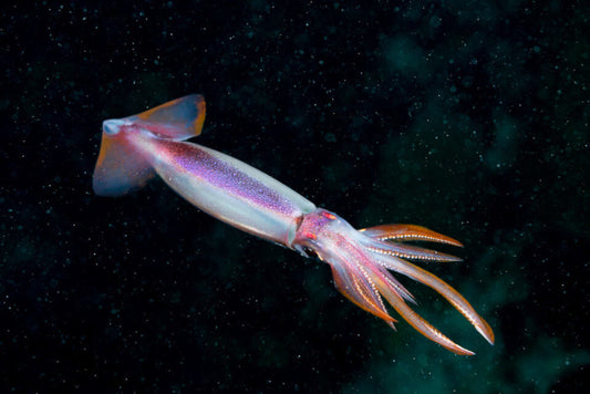 Complete Guide to Squid Fishing Techniques, Equipment and Tips for Passionate Anglers