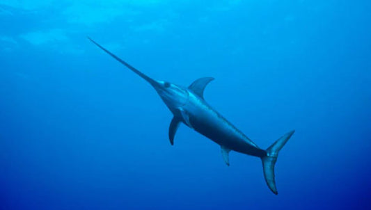 Complete Guide to Swordfish Fishing: Advanced Techniques, Specific Gear and Strategic Tips