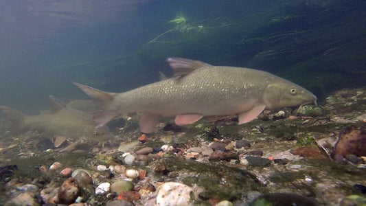 Fishing for Cyprinids: Complete Guide to Chub, Barbel, and Tench