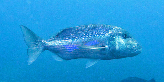 Dentex Fishing: Complete Guide with Techniques, Equipment, and Tips