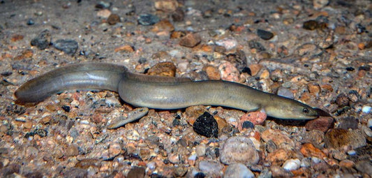 Eel Fishing: A Complete Guide to Techniques, Baits, and Equipment