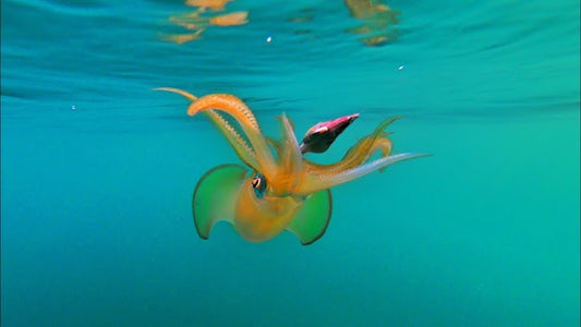 Eging Fishing: Complete Guide for Squid and Cuttlefish