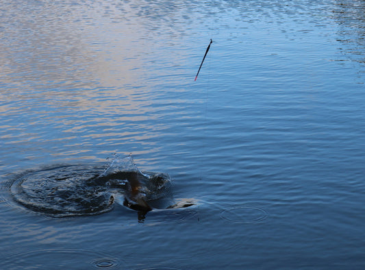 English-Style Float Fishing at Sea Complete Guide: Rods, rigs, baits and tips