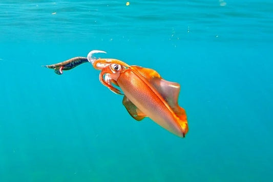 Complete Guide to Squid and Cuttlefish Fishing: Techniques, Equipment, and Practical Tips