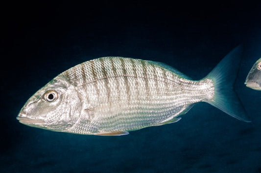 How to Fish for the Striped Seabream: Complete Guide
