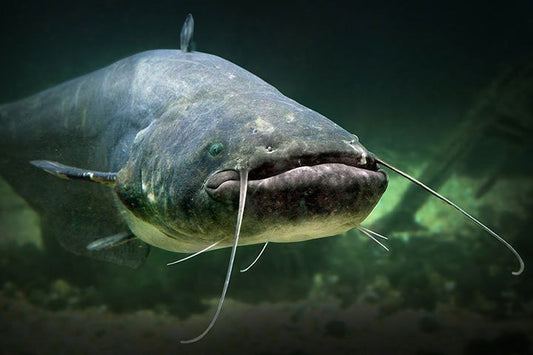 How to Fish for Wels Catfish: Effective Techniques, Recommended Equipment, and Useful Tips