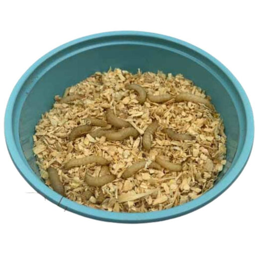 How to Raise Fishing Larvae at Home: Complete Guide to Maggots and Waxworms