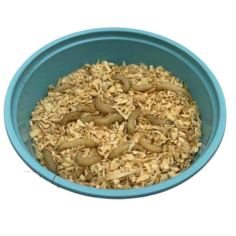 how to raise fishing larvae at home complete guide to maggots and waxworms_387004f3 6203 48f3 ba2e 4522e59710d2