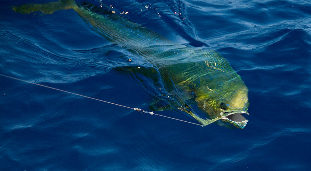 light drifting fishing complete guide equipment rigs baits and tips_0042153b 6cd1 49a5 b2e0 7c2c4cd2de2c