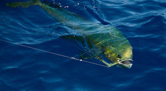 light-drifting-fishing-complete-guide-equipment-rigs-baits-and-tips