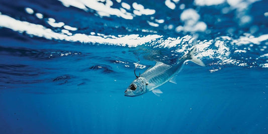 Live Bait Fishing from Boat and Shore: Complete Guide and Techniques