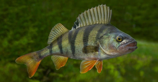 Perch Fishing: Effective Techniques, Equipment, and Tips for Successful Catches