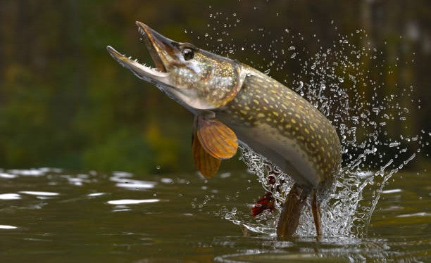 pike sport fishing techniques and recommended equipment_e6e76623 f113 443f 9f32 03eb50dc754c