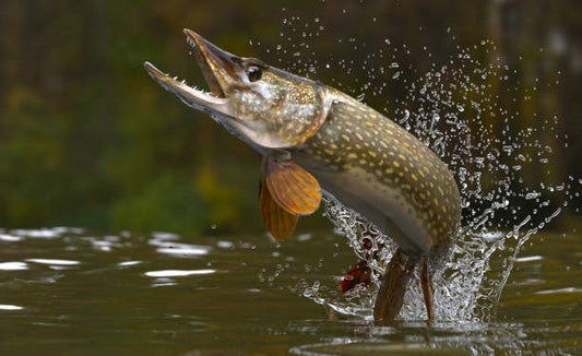 Pike Sport Fishing: Techniques and Recommended Equipment