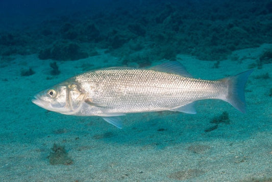 Sea Bass Fishing: Complete Guide, Tips, and Advice