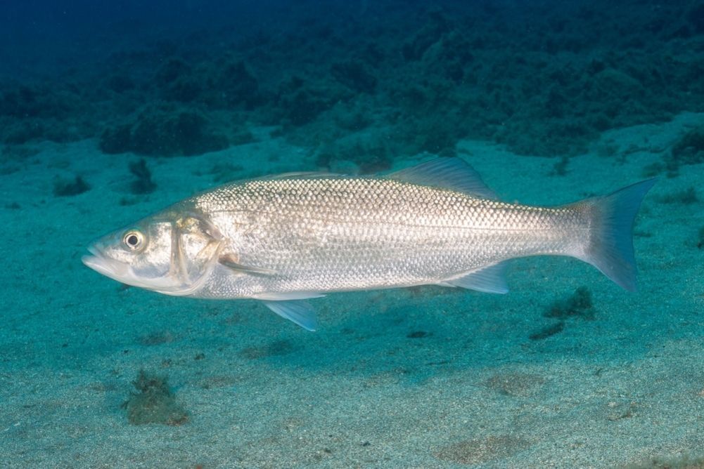 sea bass fishing complete guide tips and advice_c1f4dbad c439 4eca 8adc 7299dd148b8b